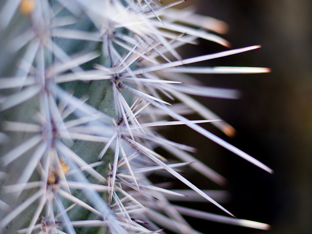 Cacti